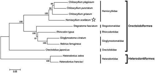 Figure 1. Maximum likelihood tree showing the phylogenetic position of Hemiscyllium ocellatum (indicated by the star) within the order Orectolobiformes based on the complete mitochondrial genome. Members of the order Heterodontiformes served as the outgroup. Families are indicated by the vertical lines and orders by the square brackets. Scale bar indicates the number of substitutions per site and the numbers at the nodes indicate the percentage bootstrap values based on 1000 replications. GenBank Accession Numbers: Chiloscyllium plagiosum (FJ853422); C. punctatum (JQ082337); C. griseum (JQ434458); Stegostoma fasciatum (KU057952); Rhincodon typus (KF679782); Ginglymostoma cirratum (KU904394); Nebrius ferrugineus (KT852575); Orectolobus japonicus (KF111729); Heterodontus zebra (KC845548); H. francisci (NC_003137).