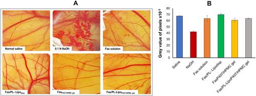 Figure 7 (A) Photographs of hen’s egg test-chorioallantoic membrane (HET-CAM) after treatment at room temperature to predict ophthalmic irritation potential and (B) Average grey value of pixels of test formulations analyzed using Image J software as an indicator of ocular irritation (n=4).