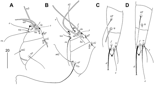 Figure 2. Calamicoptes hoazinus n. sp., female: (a) leg I; (b) leg II; (c) leg III; (d) leg IV
