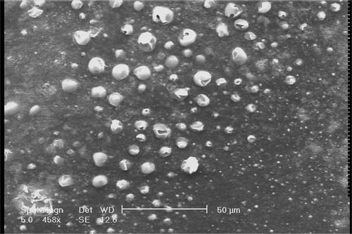 Figure 3. SEM micrographs of micro-hydrogels loaded with fish oil.