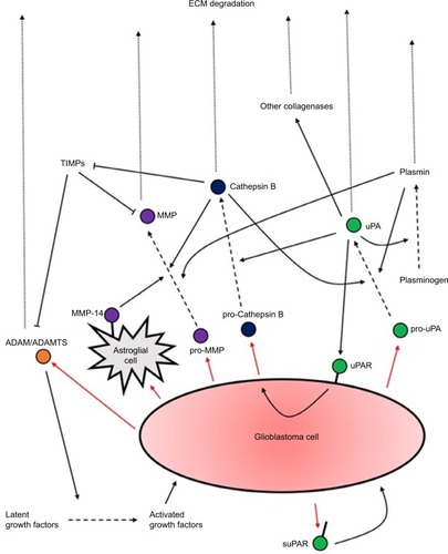 Figure 1 A summary of proteases secretion by GBM cells and their actions upon activation.Notes: Several positive feedback loops of activation exist. What is also evident is the extensive redundancy in the activation and upregulation of the different proteases which have overlapping functions. Research should aim to identify the factors upregulated in different subtypes of GBM to allow potential tailored treatments to different patients.Abbreviations: ECM, extracellular matrix; GBM, glioblastoma multiforme; suPAR, soluble form of uPAR.