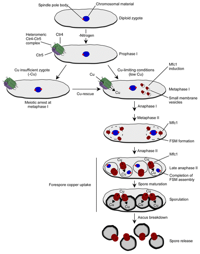Figure 1. A model for copper transport during meiosis in S. pombe. A zygote under low nitrogen (N) and copper (Cu) conditions proceeds through meiosis. In contrast, a copper insufficient zygote displays a meiotic arrest at metaphase I. At early stages of meiosis (prophase and metaphase I), copper uptake is mediated by the heteromeric Ctr4-Ctr5 complex (green and violet cylinders). During metaphase I, while the Ctr4-Ctr5 heterocomplex disappears from the cell surface, Mfc1 (brown cylinders) is first detected in small membranous vesicle structures within the cytoplasm of zygotic cells. These membranous vesicles appear to fuse to subsequently form the forespore membrane (FSM). After FSM closure, Mfc1 resides at the FSM where it persists until matured spores are released from the ascus. Blue, chromosomal material; red, spindle pole body; gray, FSM.