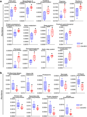 Figure 7. Gut dysbiosis in Cldn3KO mice leads to altered host metabolism.