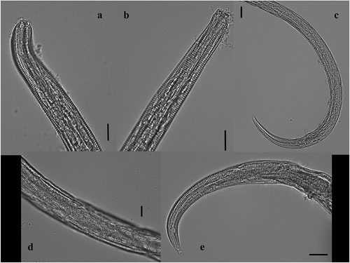 Figure 3. Chromadorita regabi sp. nov. Light micrographs of (a) male head; (b) female head; (c) posterior region of male; (d) cuticular ornamentation in the middle of the body region of the male; and (e) posterior region of female. Scale bars: 100 µm.