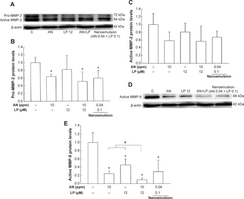 Figure 8 Expressions of MMP-2 and MMP-9 proteins in HT-29 cells as affected by various treatments.Notes: The representative Western blot data of (A) MMP-2 and (D) MMP-9 of the control and various treatment groups along with the quantitative analysis of (B) pro-MMP-2, (C) active MMP-2, and (E) active MMP-9 are shown. Values are expressed as the mean ± SD (n=3). *P<0.05 compared to the control.Abbreviations: MMP, matrix metalloproteinase; C, control; AN, gold nanoparticles; LP 12, lycopene 12 μM; LP, lycopene; SD, standard deviation; n, number of replicates.