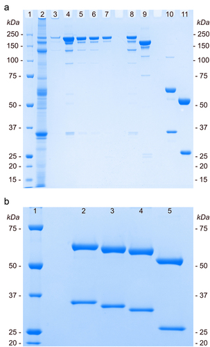 Figure 2. (A) SDS-PAGE characterization of HC5-LC5 (lanes 2–8, 10), compared to wild type TZM (lanes 9, 11). Samples were prepared in both non-reducing (lanes 2–9) and reducing (lanes 10–11) conditions. Lane 1: molecular weight ladder. Lane 2: cell culture supernatant. Lanes 3–7: eluted fractions of the protein-A affinity chromatography column. Lane 8: final product (HC5-LC5). Lane 9: wild-type TZM. Lane 10: reduced HC5-LC5. Lane 11: reduced TZM. (B) SDS-PAGE characterization of HC5-LC5, HC4-LC4 and HC3-LC3 (lanes 2, 3 and 4, respectively), compared to wild type TZM (lane 5) in reducing conditions. Lane 1: molecular weight ladder.