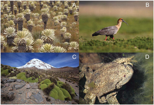 FIGURE 1. The elements of biodiversity characteristic of the tropical High Andes. (A) Espeletia pycnophylla (páramo El Angel, Ecuador), a giant rosette-like species adapted to the harsh climate of the páramo; (B) Theristicus melanopis (páramo del Antisana, Ecuador), a bird restricted to high-elevation wetlands; (C) Azorella compacta (Sajama National Park, Bolivia), a giant cushion-like species adapted to the dry climate of the puna; and (D) Telmantobius culeus (Bolivia), a frog endemic to Titicaca Lake. Photos taken by Olivier Dangles.