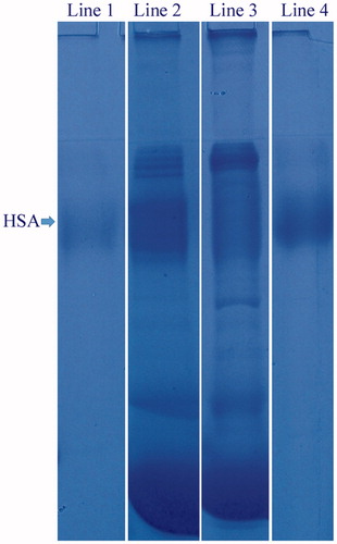 Figure 7. Plasma fractions at SDS/PAGE gel: lane 1 defines biomarker; lane 2 defines 1:10 diluted plasma before adsorption; lane 3 defines 1:10 diluted plasma after adsorption; lane 4 defines HSA desorbed. In each lane, there are equal amounts of samples.