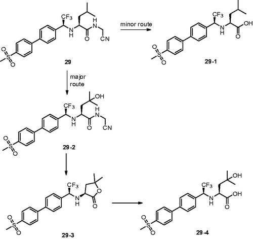 Figure 8. Metabolic pathways for 29 based on in vitro and in vivo studies.