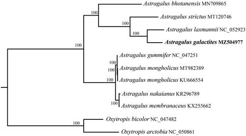 Figure 1. Phylogenetic relationships of Astragalus pecies using whole chloroplast genome. GenBank accession numbers: Astragalus bhotanensis (MN709865), Astragalus strictus (MT120746), Astragalus laxmannii (NC_052923), Astragalus galactites (MZ504977), Astragalus gummifer (NC_047251), Astragalus mongholicus (MT982389), Astragalus mongholicus (KU666554), Astragalus nakaianus (KR296789), Astragalus membranaceus (KX255662), Oxytropis bicolor (NC_047482), Oxytropis arctobia (NC_050861).