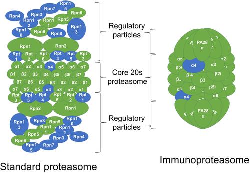 Figure 4 Upregulation of individual proteasome gene expression by lipopolysaccharide (LPS). In the schematic representation of the standard constitutive proteasome and the immunoproteasome, the subunits in green represent subunits for which the genes were upregulated in the LPS-treated mammary gland compared to the PBS-treated gland in RNA sequencing analysis.
