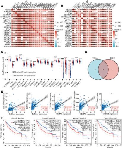 Figure 9 Correlations of KRBA1 Expression with m6A modification in LIHC. (A and B) TCGA LIHC and ICGC data sets analyzed the correlation between the KRBA1 and 21 m6A-related genes expression in LIHC. (C) Draw a scatter plot to show the correlation between the KRBA1 and the m6A related genes expression, include IGF2BP2, RBM15B, YTHDF1, HNRNPA2B1 and METTL3. (D) The differential expression of m6A related genes between high and low KRBA1 expression groups in LIHC tumor samples. (E) Venn diagram showed both expression correlation and differential expression of genes, including IGF2BP2, RBM15B, YTHDF1, HNRNPA2B1 and METTL3. (F) Kaplan-Meier curve of RBM15B, YTHDF1, HNRNPA2B1 and METTL3. *p < 0.05; **p < 0.01; ***p < 0.001.