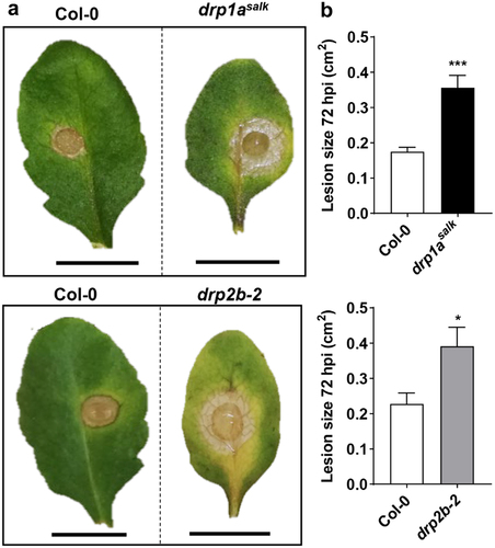 Figure 1. Single atdrp1a and atdrp2b mutants are more susceptible to the necrotrophic fungus Botrytis cinerea. Detached leaves from four-week-old Col-0 (wildtype), atdrp1asalk and atdrp2b-2 single mutant plants were inoculated with B. cinerea spores for 72 h. (a) Representative leaves with lesions at 72 h post-infection (hpi). Stippled line indicates images taken from same experiment. Scale bar, 1 cm. (b) Lesion size (cm2) was measured at 72 hpi (n ≥ 15/ genotype), and values presented are means plus standard error of the mean (SEM). Using Student’s t-test, statistically significant differences were identified between Col-0 and atdrp1asalk (P= .0001) or drp2b-2 (P = .0134). All experiments were performed five times with similar results.