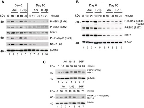 Figure 1 Effect of DMF on PBMCs isolated from psoriatic patient 1 responding to treatment with DMF. PBMCs were collected prior, Day 0 and 90 days after treatments start. (A) PBMCs were stimulated with anisomycin (0.2 µg/ml) or IL-1β (10 ng/ml) for 10 and 20 minutes. In a sample of 20 µg protein/lane the level of immune-staining with antibodies for P-MSK1 (S376), (S212) and total MSK1 or for P-NF-κB p-p65 (S536) and total NF-κB p65 was determined by Western Blotting. The blot was re-incubated with antibodies for β-Actin (B) The level of immune-staining with antibodies for P-RSK1, 2 (S380)/(S386) both, P-RSK2 (S227) and total RSK2 was determined by Western blotting. The blot was re-incubated with antibodies for β-Actin. (C) PBMCs were isolated from healthy individual and stimulated with anisomycin (0.2 µg/ml) or EGF (1 µg/ml) for 0 and 20 minutes. In a sample of 20 µg protein/lane the level of immune-staining with antibodies for P-MSK1 (S376), MSK1 and P-RSK1, 2 (S380)/(S386), RSK1, 2 was determined by Western blotting. The blot was re-incubated with antibodies for β-Actin. The phosphorylated band appears above the total protein.