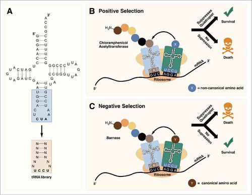 Figure 6. (A) Randomization of the anticodon stem and loop allows for the optimization of tRNAPyl for decoding quadruplet codons. (B) In positive selection, tRNAPyl mutants that are able to suppress quadruplet codons are selected for. (C) Negative selection in the absence of an ncAA removes tRNAPyl mutants that are aminoacylated with canonical amino acids by endogenous aminoacyl-tRNA synthetases.