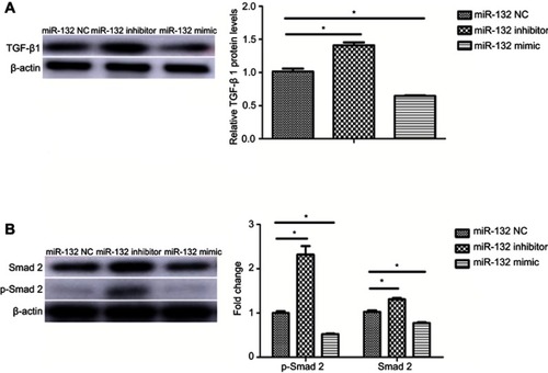 Figure 4 TGF-β1/Smad2 signaling was active in miR-132 inhibited cells. (A) The protein level of TGF-β1 was upregulated in miR-132 inhibition cells while it was downregulated in miR-132 mimic cells. (B) Expression of Smad2 and p-Smad2 was increased in miR-132 inhibition cells and was decreased in miR-132 overexpression cells, compared to miR-132 NC cells. Note: *p<0.05. Abbreviation: NC, mimic control.
