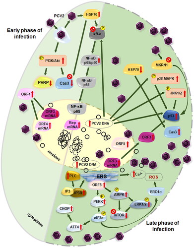 Figure 2. Anti-apoptotic and pre-apoptotic processes in porcine circovirus 2 (PCV2) infection. In the early phase of infection, PCV2 activates the PI3K and the NF-κB pathways, and upregulates HSP70 and PCV2 open reading frame (ORF) 4 expression that inhibit pre-apoptotic processes and support virus replication. In the late phase the excessive PCV2 replication contribute to expression of the ORF3 encoded protein, and to activation of NF-κB, p38-MAPK and JNK1/2 pathways. Moreover, the viral protein of ORF5 induces endoplasmic reticulum stress (ERS). These together may further enhance virus replication, and trigger autophagy and apoptotic processes in the infected cells.