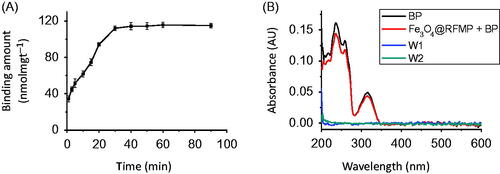 Figure 2. (A) Plot of the binding amount of BP (2.66 × 10–4 M, 0.2 mL) onto Fe3O4@RFMP MNPs (0.1 mg) versus the incubation time. (B) The corresponding UV–Vis absorption spectra of the sample containing BP obtained before and after binding with Fe3O4@RFMP MNPs followed by rinse with the solution containing 6 × 10−3% TFA (pH ∼3) two times (W1 and W2). The incubation time was 10 min.