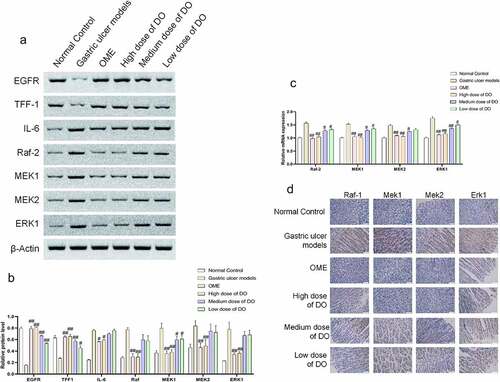 Figure 3. Regulation of Dendrobium officinale polysaccharides on the expressions of inflammatory cytokines and MAPK pathway-related factors of gastric tissues. a, Expressions of EGFR, TFF-1, IL-6, Raf-2, MEK1, MEK2, and ERK1 in the gastric tissue detected by Western blot. b, Grayscale analysis of Western blot. c, Expressions of Raf-2, MEK1, MEK2, and ERK1 detected by qPCR. d, Expressions of Raf-2, MEK1, MEK2, and ERK1 detected by immunohistochemistry. #, p < 0.05; ##, p < 0.01, compared with gastric ulcer models. OME, Omeprazole. DO, Dendrobium officinale polysaccharides.