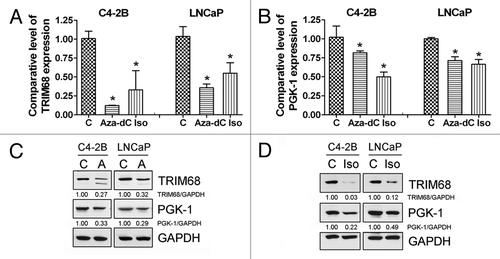 Figure 5. TRIM68 and PGK-1 expression was altered by isoflavone and Aza-dC. (A and B) Real-time RT-PCR showed that the expression of TRIM68 (A) and PGK-1 (B) mRNA were significantly inhibited by isoflavone and Aza-dC treatment. (C and D) western blot analysis showed that the expression of TRIM68 (C) and PGK-1 (D) proteins were inhibited by isoflavone (D) and Aza-dC (C). (C, control; Iso, isoflavone; A, Aza-dC; *p < 0.05, n = 3)