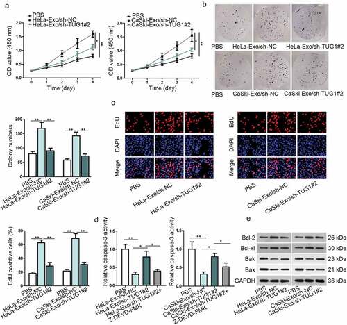 Figure 4. Exosomal TUG1 positively regulated the proliferative potential of HUVECs. (a–c). CCK-8, colony formation, and EdU assays were performed to test the proliferation ability of HUVECs in different transfected groups. (d). The caspase-3 activity was evaluated in different transfected groups. (e). Western blotting measured the levels of Bcl-2, Bcl-xl, Bak, and Bax in HeLa/CaSki-Exo-mediated HUVECs. Data are exhibited as mean ± standard deviation (S.D.; n ≥ 3), *P < .05, **P < .01.