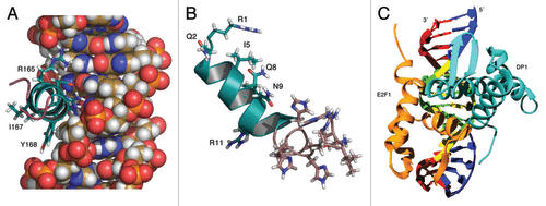 Figure 1. The left panel (A) shows a cutout view of the α3 helix RRIYD motif (residues 165 to 169) interactions with the DNA (from the homology model of E2F-1-DP1 complex with DNA). The middle panel (B) shows the model of penetratin-HHHRLSH peptide built from the X-ray crystal structure of Antennapedia homeodomain (9ANT). Illustrations prepared using Pymol.57 The binding interactions of the α3 helix motif (RRIYD) with the DNA are illustrated In the right panel (C). Illustration prepared using UCSF Chimera.58 Both arginine residues (R165 and R166) have interactions with phosphate backbone and DNA base pairs. The tyrosine residue, Y168, interacts with phosphate backbone and the aspartate residue, D169, interacts with a DNA base pair. The E2F-1-DP1 hetero-dimer winged helix fold places the α3 helices of the two proteins in the major groove of the DNA.