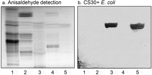 Figure 2. Binding of CS30 expressing E. coli to glycosphingolipids of human and porcine small intestine. Thin-layer chromatogram detected with anisaldehyde (a), and autoradiogram obtained by binding of the CS30 expressing E. coli strain E873 (b). The glycosphingolipids were separated on aluminum-backed silica gel plates, using chloroform/methanol/water 60:35:8 (by volume) as solvent system, and the binding assays were performed as described under “Materials and methods.” Autoradiography was for 12 h. The lanes were: Lane 1, reference nonacid glycosphingolipids of human erythrocytes blood group AB, 40 μg; Lane 2, nonacid glycosphingolipids of human small intestine, 40 μg; Lane 3, acid glycosphingolipids of human small intestine, 40 μg; Lane 4, nonacid glycosphingolipids of porcine small intestine, 40 μg; Lane 5, acid glycosphingolipids of porcine small intestine, 40 μg