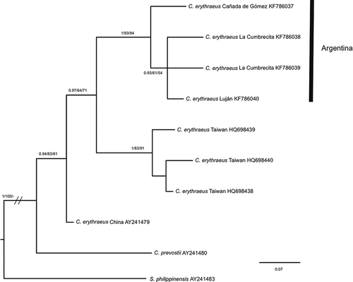 Figure 5. Bayesian inference trees of Callosciurus genus. Tree derived from recombination activating gene I (RAGI). Numbers next to branches are Bayesian posterior probabilities, jackknife support values followed by bootstrap values, respectively.