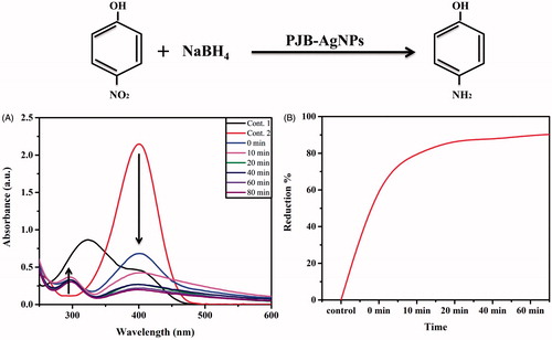 Figure 7. Photocatalytic degradation of 4-nitrophenol using biosynthesized PJB-AgNPs.