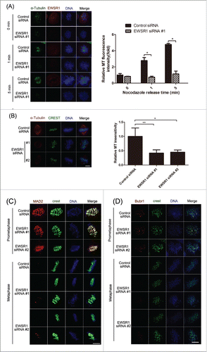 Figure 4. EWSR1 regulates the formation of the mitotic spindle. HeLa cells were transfected with negative control siRNA or EWSR1-specific siRNA oligos. (A) Forty-eight hours after transfection, the cells were treated with 1 μg/ml nocodazole for 10 min and re-incubated at 37°C for different times, as indicated. The cells were fixed and stained for α-tubulin and EWSR1. (B) Twenty-four hours after transfection, the cells were treated with 2.5 mM thymidine for 18 h, released in fresh culture for 8 h, and subsequently synchronized to metaphase with 10 μM MG132 for 2 h. Before fixing, the cells were incubated on ice for 10 min, and then stained for α-tubulin and EWSR1. MT fluorescence intensity of metaphase cells in control (n = 15 cells) or EWSR1-depleted cells (n = 15 cells) was quantified and the results were graphed as fold change compared with control. DNA was stained with Hoechst 33342 (blue) and images were obtained through an inverted fluorescence microscope (Scale bar: 10 μm). All the results are represented as the mean ± SD of triplicate experiments. Student t test was used to compare the mean relative values between groups (*p < 0.05, **p < 0.01). (C & D) The cells were treated as in (B), fixed with 1% paraformaldehyde, stained with anti-CREST and anti-Mad2 (C) or anti-BubR1 (D) antibodies and Hoechst 33342 (blue), and visualized using an inverted fluorescence microscope. Scale bar = 10 μm.