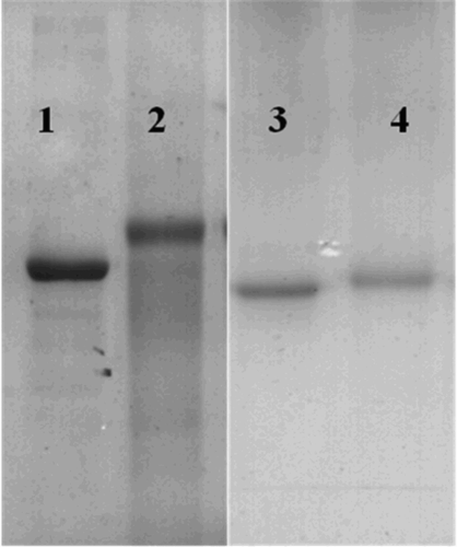 Figure 2. SDS-PAGE of carrier proteins and conjugates. Lane 1: BSA; lane 2: 5-RBV-BSA; lane 3: OVA; and lane 4: RBV-OVA.