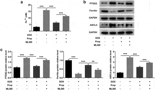 Figure 2. Propofol attenuates DOX-induced ferroptosis in H9c2 cells by activating Nrf2/GPx4 signaling pathway. (a) The content of Fe2+ in H9c2 cells was assessed by the commercial kit in the groups of control, DOX, DOX+Prop (5, 10, 20 μM). ***P < 0.001. (b-c) The protein levels of PTGS2, Ferritin and ASCL4 related to ferroptosis in H9c2 cells were detected by Western blot in the groups of control, DOX, DOX+Prop (5, 10, 20 μM). **P < 0.01, ***P < 0.001.