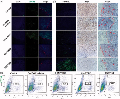 Figure 6. (A) Immunofluorescence tissue staining and (B) the CSCs proportion within tumors after the tumor suppression study. (C) TUNEL assays of C6 glioma sections from rats receiving different therapies on day 28. Nuclei were stained blue while extracellular matrix and cytoplasm were stained red in HE staining. In TUNEL analyses, blue: cell nuclei stained by DAPI. Green: apoptotic cells. Immunohistochemical assays of Ki67, CD31 in tumor tissue. Red arrows highlight the immunohistochemical characteristics. Original magnification: 200×.