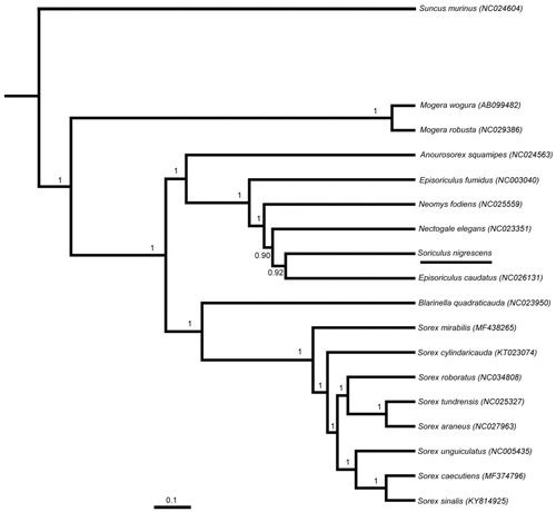Figure 1. Bayesian phylogenetic analyses for Soriculus nigrescens based on complete mitochondrial genome