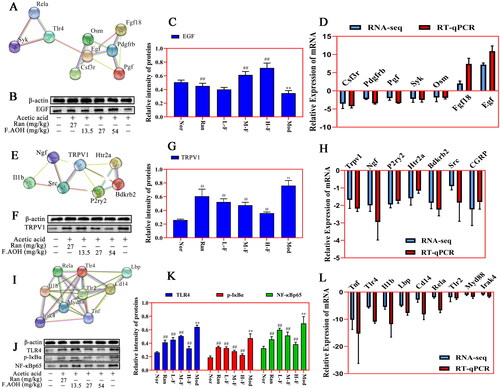 Figure 7. PPI network recognition of key genes and Western blot and qPCR verification experiments. (A–L) PI3K-Akt pathway, Toll-like receptor pathway and inflammatory mediators regulate the relative expression levels of TRP channel-related genes and proteins. **p < 0.01 compared with normal group; ##p < 0.01 compared with model group: values are expressed as means ± standard deviation (n = 3).