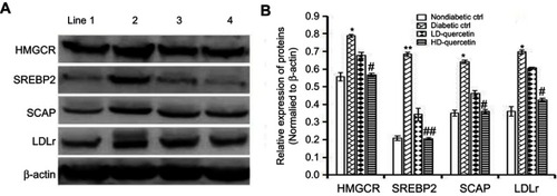 Figure 8 Effect of quercetin on the expression of key proteins in the SCAP-SREBP2-LDLr signaling pathway. (A) Diabetic db/db and non-diabetic db/m mice were administered either quercetin or saline for 10 weeks, and then the expression of key proteins was detected using Western blot analysis. Images shown are representative profiles from three technical replicates. (B) Relative expression of key proteins in renal tissues. The data obtained from three independent experimental studies are presented as the mean ± SEM. If the error bar is not present, it is smaller than the thickness of graph line. *P<0.05 or **P<0.01, compared with non-diabetic control group; #P<0.05 or ##P<0.01, compared with diabetic control group. Line 1, 2, 3, and 4 represent non-diabetic control, diabetic control, LD-quercetin, and HD-quercetin groups, respectively.