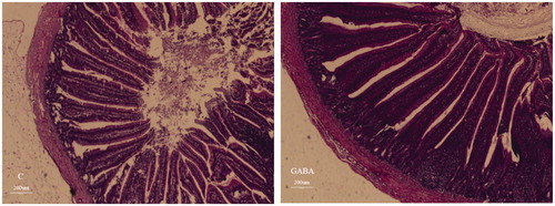 Figure 2. Ileum mucosal morphology of yellow-feathered broilers exposed to a high temperature environment. C: control group; GABA: GABA group. The longer villi in the jejunum (Figure 1) and ileum (Figure 2) of GABA group as compared to the control group. Besides, it was obvious that the villi in the GABA group was arranged more tightly than that in the control group, which might increase the amount of villi or the area of absorption.