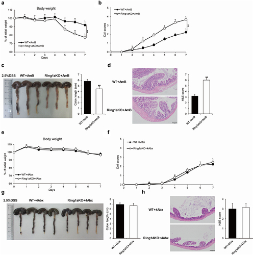 Figure 4. Gut bacteria caused severe colitis in Ring1aKO mice.