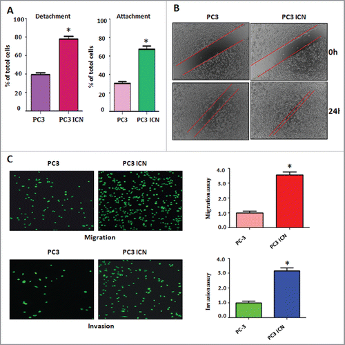 Figure 2. Overexpression of Notch enhanced cell migration and invasion. (A) Cell detachment and attachment were measured in PC-3 ICN cells. *P<0.05 vs PC-3 cells. (B) Wound healing assay was applied for detection of cell migration in PC-3 cells with ICN transfection. (C) Left panel: Matrigel migration and invasion chamber assays were performed to examine the invasive activity of PC-3 cells transfected with ICN. Right panel: quantitative results are illustrated for left panel. *P<0.05 vs PC-3 cells.