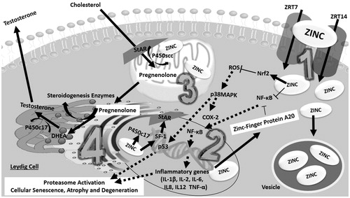 Figure 4. Proposed hypothesis of a zinc-pathway that might enhance testosterone production. Zinc may increase testosterone through two hypothetical pathways in the Leydig cells: antioxidant action and steroidogenic enzyme interaction. Intracellular increase of zinc is associated with a zinc cytoplasm increase, both at the mitochondria, nucleus and vesicle stock. (1) Zinc is absorbed by the Leydig cells mediated by ZRT1 and ZRT2 transporters. In the cytoplasm, zinc, coupled with proteins further stimulates Nrf2, such as Zinc-Protein A20, thereby neutralizing pro-oxidative and inflammatory extranuclear and intranuclear pathways which impair Leydig cell metabolism. Zinc by itself is able to directly inhibit NF-κB. (2) In the nucleus, a zinc increase through the expression of steroidogenic enzymes, such as P450c17, leads to the up-regulation of A20 mRNA. Zinc acts as a transcription factor for steroidogenic factor 1 (SF1), which is the precursor of STAR protein synthesis. (3) At the mitochondria, zinc acts with P450scc in the formation of pregnenolone through enzyme-coupled reactions. (4) In the endoplasmic reticulum, zinc may act indirectly in the final process of testosterone synthesis, since the enzyme P450c17 (which converts DHEA into testosterone) is zinc-dependent. COX-2: Ciclo-oxygenase-2; DHEA: Dehydroepiandrosterone; IL-1β: Interleukin 1; IL-2: Interleukin 2; IL-6: Interleukin 6; IL8: Interleukin 8; IL12: Interleukin 12; Nrf2: nuclear factor E2-related factor 2; NF-κB: factor nuclear kappa B; p38MAPK: p38 mitogen-activated protein kinases; P450scc: cholesterol side-chain cleavage enzyme; P450c17: steroid 17 alpha-hydroxylase/17,20 lyase; p53: Protein p53; ROS: reactive oxygen species; SF-1: Steroidogenic factor-1; STAR: steroidogenic acute regulatory protein (StAR);  TNF-α: Tumor necrosis factor alpha; ZRT1: Zinc-regulated transporter 1; ZRT2: Zinc-regulated transporter 2.