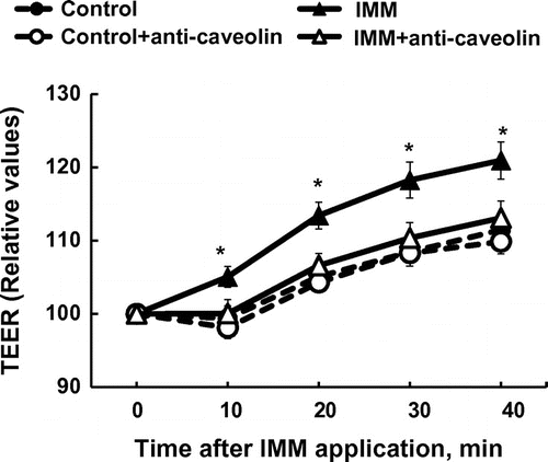 Figure 5. Inhibition of the increase in transepithelial electrical resistance (TEER) after application of megalo-type isomaltosaccharide (IMM) by treatment of Caco-2 cell monolayers with caveolin-1 antibody (1/250 dilution). Asterisks indicate significant differences compared to control values at each time point (n = 5–6, p < 0.05).