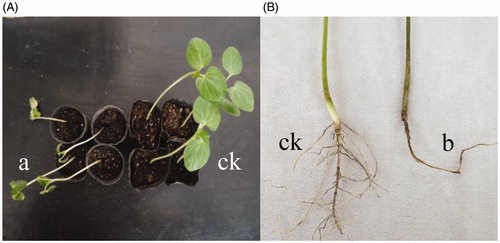 Figure 3. Inoculated okra plants. (A) The plant wilt after inoculation (left) and control plants (right). (B) The roots became brown and rotting after inoculation (left) and control plants (right).