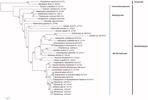 Figure 1. Maximum likelihood (ML) phylogenetic tree based on tandem amino acid sequences of 31 common PCGs from 36 diatom mitochondrial genomes, with Phytophthora ramorum (EU427470) and Saprolegnia ferax (NC_005984) were used as out-group taxa (bootstrap values based on 1000 replicates).
