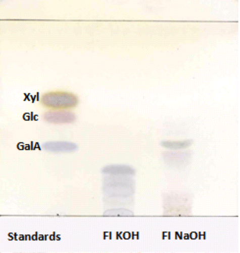 Figure 1. TLC of oligosaccharides obtained by acid hydrolysis (2 M HCl, 100°C, 1 h).
