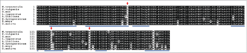 Figure 3. Multiple sequence alignment of M. truncatula ROP9 (Medtr5g022600) and proteins with the highest sequence identity from, P. vulgaris (Phvul.002G106600), G. max (Glyma01g36880), L. japonicus ROP6 (chr2.CM0272.860.r2.m), A. thaliana (At2g17800), S. lycopersicum (Solyc02g083580), Z. mays (GRMZM2G375002) and O. sativa (LOC_Os02g58730). Black boxes indicate identical residues and gray ones indicate conservative substitutions. Alignments were generated with Clustal Omega in MEGA7 and formatted with Boxshade. Red arrows indicate amino acid substitutions in legumes versus non-legumes. The conserved domains of ROPs are indicated by blue lines.
