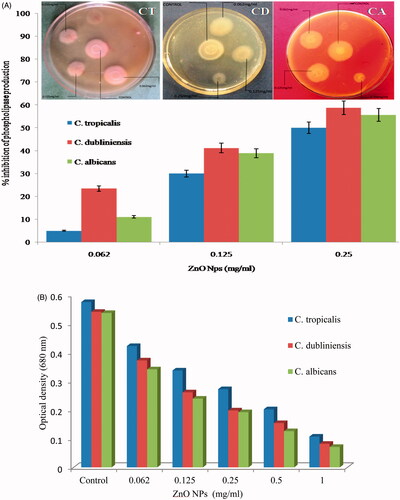 Figure 6. Typical photographs of egg-yolk agar plates showing effect of different concentration of ZnO NPs on phospholipase secretion activity of different Candida species. CT: C. tropicalis; CD: C. dubliniensis; CA: C. albicans.