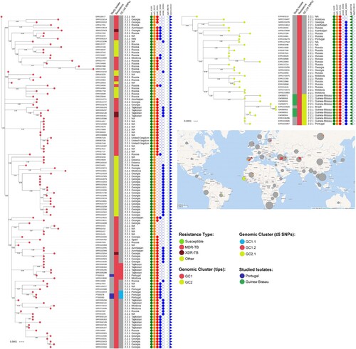 Figure 2. Maximum-likelihood based phylogenetic trees for GC1 and GC2encompassing 121 and 39 clinical isolates, respectively. The global phylogenetic tree is shown annotated with: tip colours for GC1 (red) and GC2 (yellow) isolates; a first inner colour strip highlighting isolates sequenced in this study from Portugal (blue) and Guinea-Bissau (green); a second colour strip highlighting genotypic based classification of isolates as susceptible (green), any drug resistance other than MDR-/XDR-TB (yellow), MDR-TB (red) and, XDR-TB (dark red); a third colour strip highlights sub-clusters at the five SNP distance threshold: GC1.1 (light blue), GC1.2 (red) and GC2.1 (yellow); sublineage and country of isolation; most common drug resistance associated mutations; and, presence of kdpD binucleotide deletion marker for the Russian B0/W148 (blue triangles) and the sigE silent mutation at codon 98 associated with type 94-32 (green triangles). A map illustrates the geographical dissemination of GC1 (red) and GC2 (yellow) across Asia, Europe, Africa and South America.