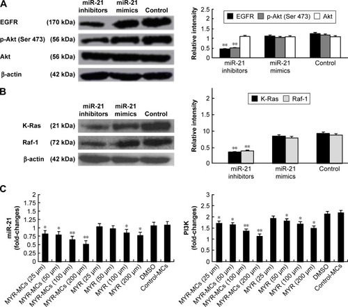 Figure 7 The interaction of miR-21 with MYR-MCs in DBTRG cells. (A) miR-21-induced changes of EGFR, phosphorylated Akt (Ser 473), and Akt in cell lysates. Representative Western blotting images are shown in the left panel and the related summary is presented in the right panel. **P<0.01, compared with control. (B) miR-21-induced changes of K-Ras and Raf-1EGFR in mitochondrial lysates. Representative Western blotting images are shown in the left panel and the related summary is presented in the right panel. **P<0.01, compared with control. DBTRG cells were harvested 48 h after transfection with miR-21 inhibitors (25 pmol) or miR-21 mimics (25 pmol). Stealth™ RNAi was used as a negative control. (C) qRT-PCR assessment of miR-21 and PI3K. MYR-MC-induced changes of miR-21 (left panel) and PI3K (right panel) expression were detected by qRT-PCR technology. DBTRG cells were harvested 24 h after treatment with MYR-MCs or MYR under indicated concentrations. The mediums containing 0.1% DMSO or MCs were used as controls. Data are presented as the mean ± standard error of mean of three independent experiments. *P<0.05, **P<0.01, compared with control.Abbreviations: DMSO, dimethyl sulfoxide; EGFR, epidermal growth factor receptor; MCs, mixed micelles; MYR-MC, myricetin-loaded mixed micelle; MYR, myricetin; qRT-PCR, quantitative reverse transcriptase polymerase chain reaction; Ser, serine.