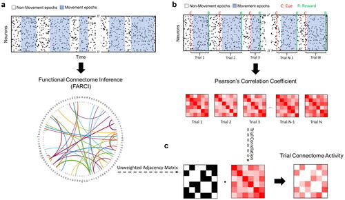 Figure 1. Data processing for the inference of functional connectome and trial connectome activity. a. Functional connectome inference pipeline. For each session, FARCI is applied to produce the functional connectome. b-c. Trial-based connectome activity. Pairwise Pearson’s correlations are computed using the activities of neuron pairs for a rewarded trial (cue-to-reward), which are then filtered using a binary adjacency matrix obtained from functional connectome, to give the connectome activity of the trial.