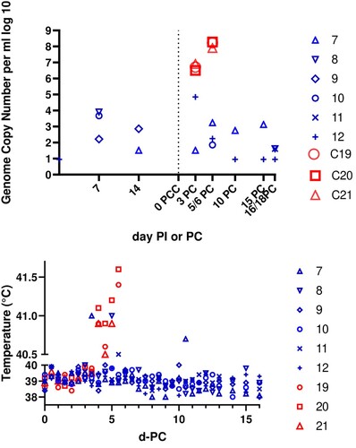 Figure 4. Immunization of pigs with OURT88/3 passaged 12 times in ZMAC-4 cells. (A) Shows on the y axis a log 10 scale (in blue numbers 7–12) genome copies per ml of whole blood in pigs immunized with ZMAC cell-passaged OURT88/3 before and after challenge with virulent OURT88/1 strain. The levels in control non-immune pigs are shown in red (C19, C20, C21). The x-axis shows days post-immunization (PI) or post-challenge (PC). (B) Shows the rectal temperature on the y-axis of different immunized pigs (blue 7–12) post-challenge and of the control non-immune pigs (red 19, 20, 21).